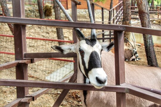 Sable oryx Oryx dammah in front of wooden fence. Oryx or Gemsbok (Oryx gazella). oryx muzzle at the fence