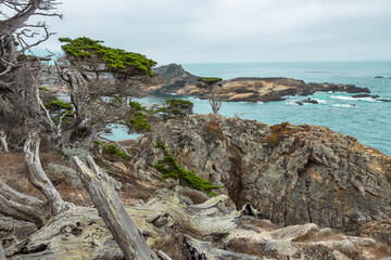 Cypress tree on a rocky point viewed from the Cypress grove trail in Point Lobos State Park on central coast of California.