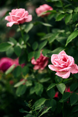 pink rose flower in the summer garden on a blurred green background. natural background for greeting card, invitation, copy space