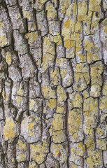 Tree Background and Texture