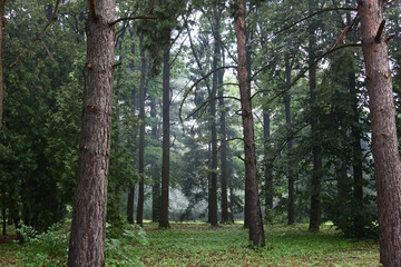 Cloudy foggy summer day. A botanical garden in Minsk. Pines and other trees grow in a woody part.