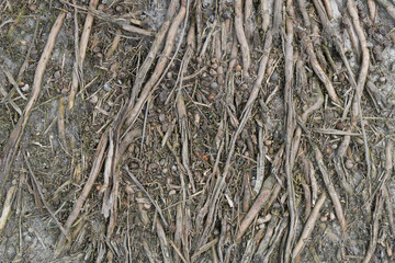 Tree Background and Texture