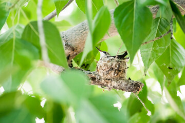 Baby Hummingbird