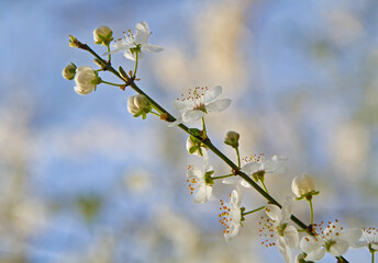 Branch with white blossoms against a blue sky
