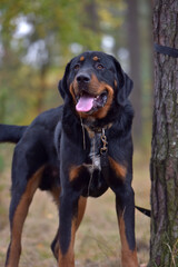beautiful large brown dog mestizo rottweiler