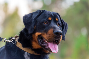 beautiful large brown dog mestizo rottweiler