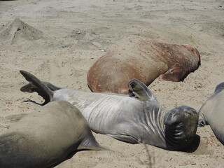 Elephant seals relaxing on the beach at the Piedras Blancas Rookery, in San Simeon, California.