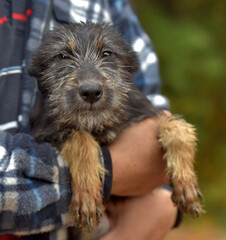 small dog in arms, mongrel in an animal shelter
