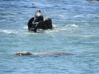 Male elephant seals battling in the waters of the pacific ocean, off the coast of San Simeon,...