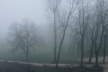 trees covered in fog