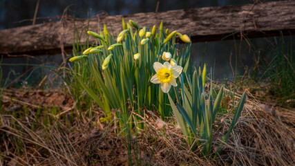 Daffodils in the early spring sunshine