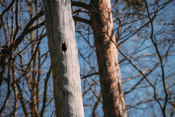 Fototapeta premium bird hole in an old tree, trunk without bark