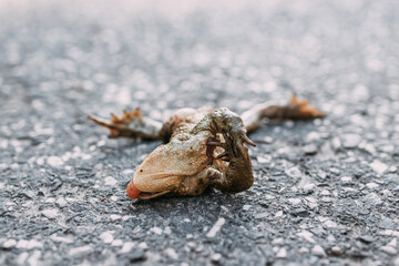 a dead frog on the road