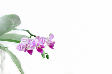 Sprig of blooming purple-white orchid on a white background