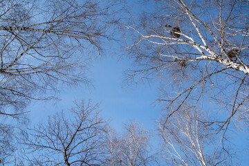 Tops of trees with nests of birds against the blue sky in early spring. There is free space for insertion.