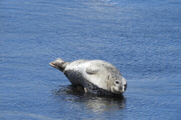 Fototapeta premium Harbor seal sunbathing on the rocks in the shallows of Monterey Bay, California.