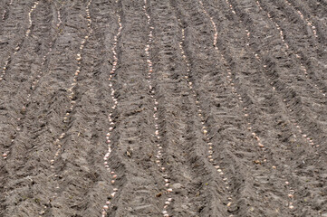 Seed potatoes are planted in rows in the soil before wrapping