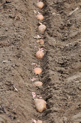 Seed potatoes are planted in rows in the soil before wrapping