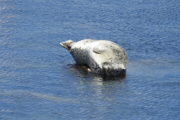Harbor seal sunbathing on the rocks in the shallows of Monterey Bay, California.