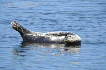 Harbor seal sunbathing on the rocks in the shallows of Monterey Bay, California.