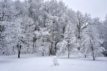 Fototapeta premium Trees after the snowstorm in the forest