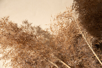 Flat lay of pampas grass on the neutral pastel beige background. Dry grass, reeds plumes macro.Copy space