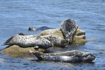 Harbor seals sunbathing on the rocks in the shallows of Monterey Bay, California.