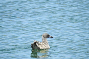 Seagull swimming in the pacific ocean in Monterey Bay, California.