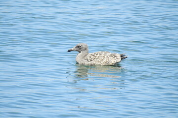 Seagull swimming in the pacific ocean in Monterey Bay, California.