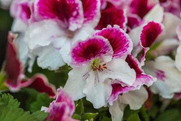 Close up view of gorgeous plant with pink white flowers. 