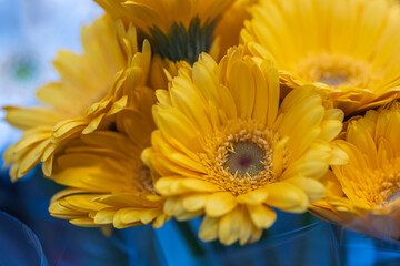 Close up macro view of yellow African daisy  flower isolated on background. Beautiful nature backgrounds.