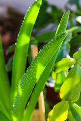 Hyacinth leaves in drops of water with sunlight.