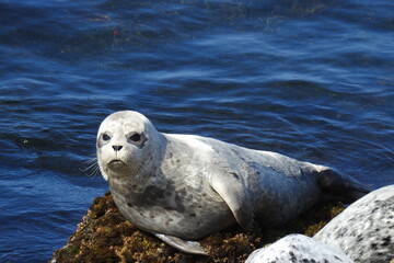 Young harbor seal relaxing on the rocky shores of Monterey Bay, California.