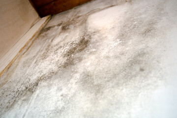 Black mold in the corner, old ceiling of building, water damage causing mold growth, dangerous toxic fungus in the room, needs renovation house, copy space