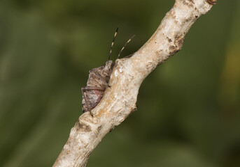 Rhaphigaster nebulosa mottled shieldbug stink bugs species perched on a branch in color gray brown...