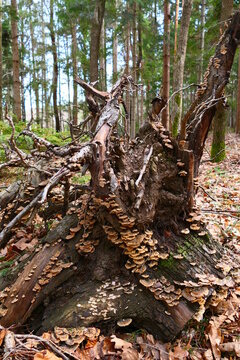 vermorschter Baum