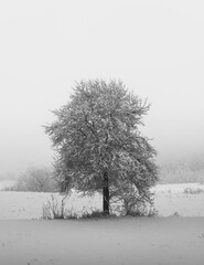 tree in snow