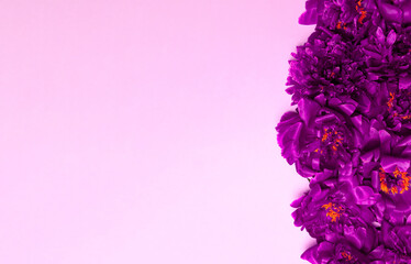 Minimal creative composition of many heads of beautiful fresh purple peonies on a delicate background