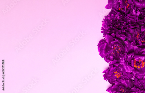 Minimal creative composition of many heads of beautiful fresh purple peonies on a delicate background
