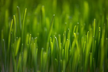 Fototapeta na wymiar Green grass close up. Abstract nature background.