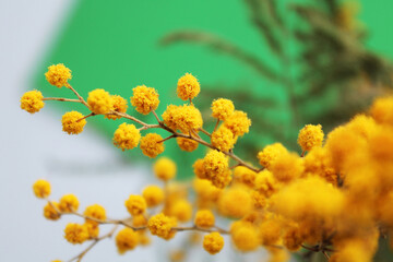 Mimosa yellow flower macro photography, spring flower by March 8