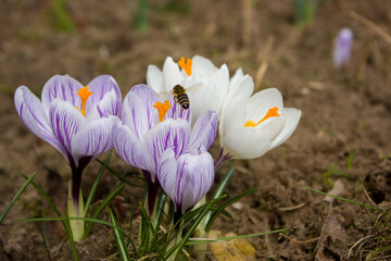  A group of white and light lilac crocuses in a garden bed and a bee flying up to the flowers.