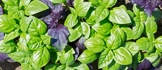 Fresh  green and purple basil leaves.