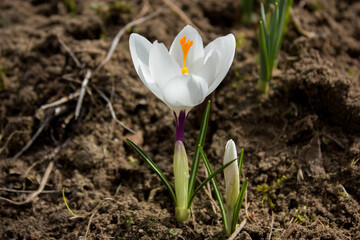  One of the first flowers in a spring garden is a white crocus flower with a bright orange pistil and thin green leaves.