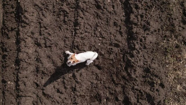 Barking dog running and jumping to cath camera. Drone view