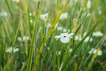 Dietes bicolor, commonly known as African iris or fortnight lily