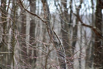 Bare trees in the woods 