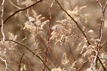 Branches in the woods 