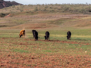 Fototapeta na wymiar brave bulls grazing free in the Spanish pasture.