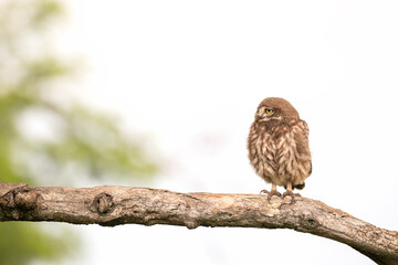 Little owl sitting alone on a tree branch. Waiting.